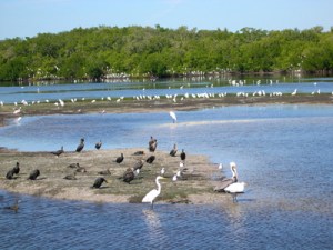 Ding Darling Wildlife Refuge birds
