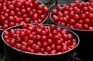 Picking cherries, Door County
