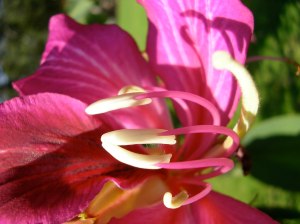 Balboa Park, San Diego