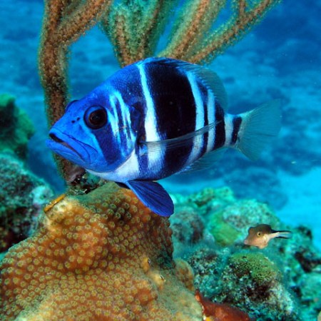 Photo source: http://chemistry.csudh.edu