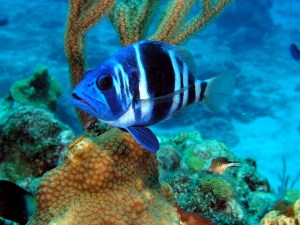 Photo source: http://chemistry.csudh.edu