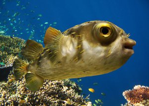 Photo credit:  Michael Sheridan