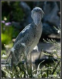 Photo credit: HOBBLECREEKSTUDIOS.COM