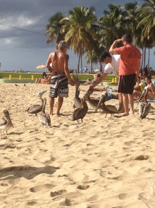 Beachgoers petting the pelicans, Crash Boat Beach
